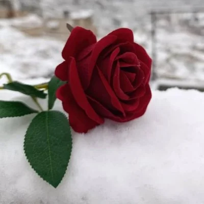 صورة احمد الصنة