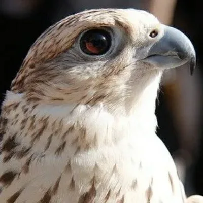 صورة سامي حسون