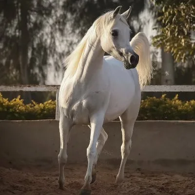 صورة محمد محمد